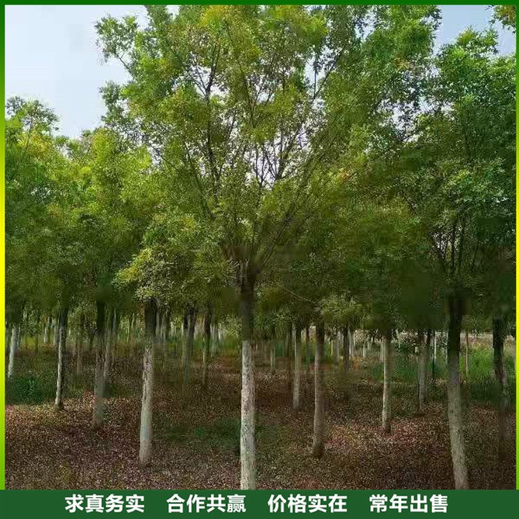 金枝槐基地批發(fā) 綠化苗木種植基地