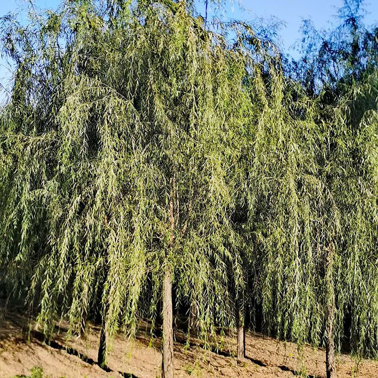 騰越園林大量供應(yīng)金絲垂柳 金絲垂柳廠家