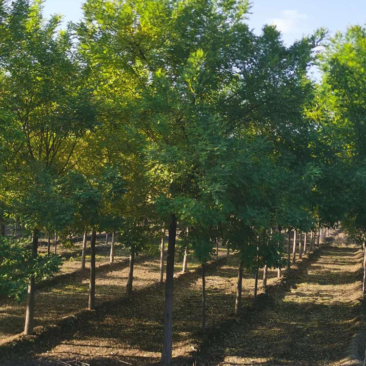 高接金枝槐批發(fā)基地_大量供應(yīng)【保定市騰越園林綠化工程有限公司】