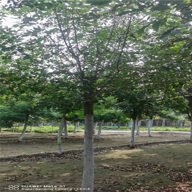 騰越6公分白蠟小苗一株多少錢？