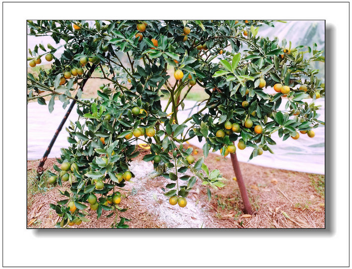 融安脆蜜金桔果當(dāng)天現(xiàn)采現(xiàn)發(fā)全國(guó)包郵