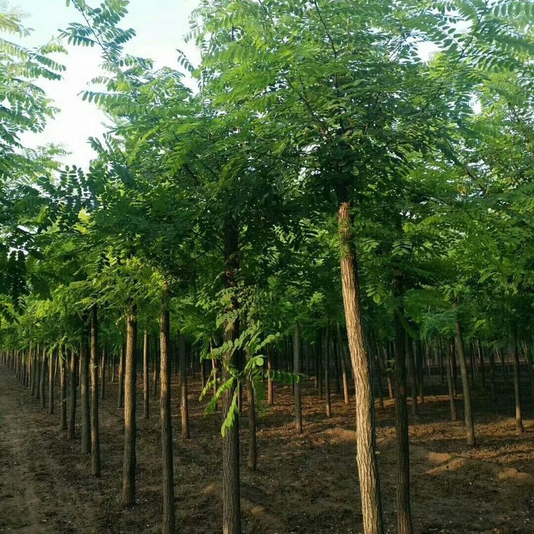 刺槐報價  刺槐哪里好