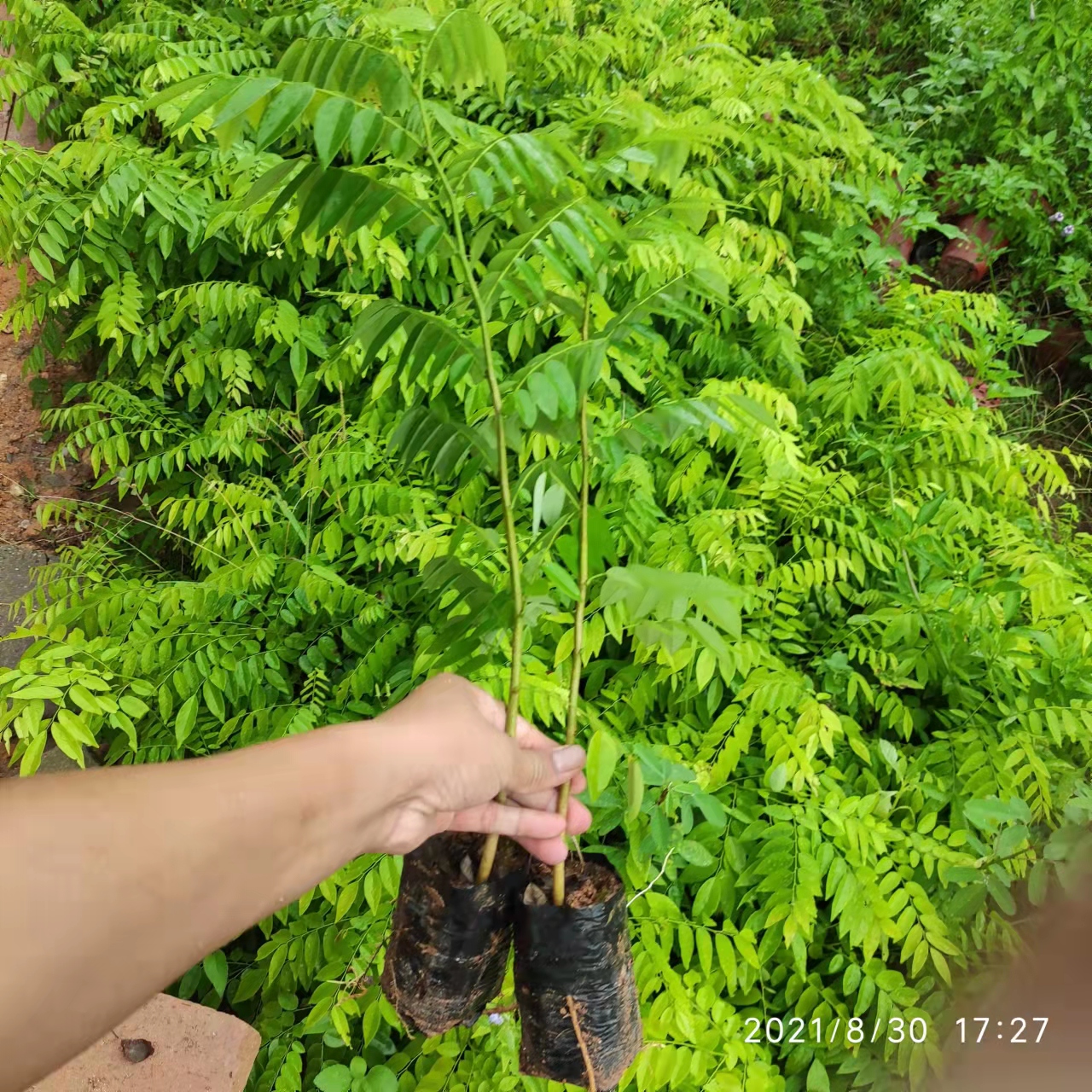 供應(yīng)海南黃花梨樹苗 降香黃檀樹苗 海南黃花梨苗種植技術(shù)