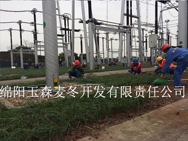 四川變電站綠化麥冬草批發(fā)|產(chǎn)地直銷|批發(fā)價格