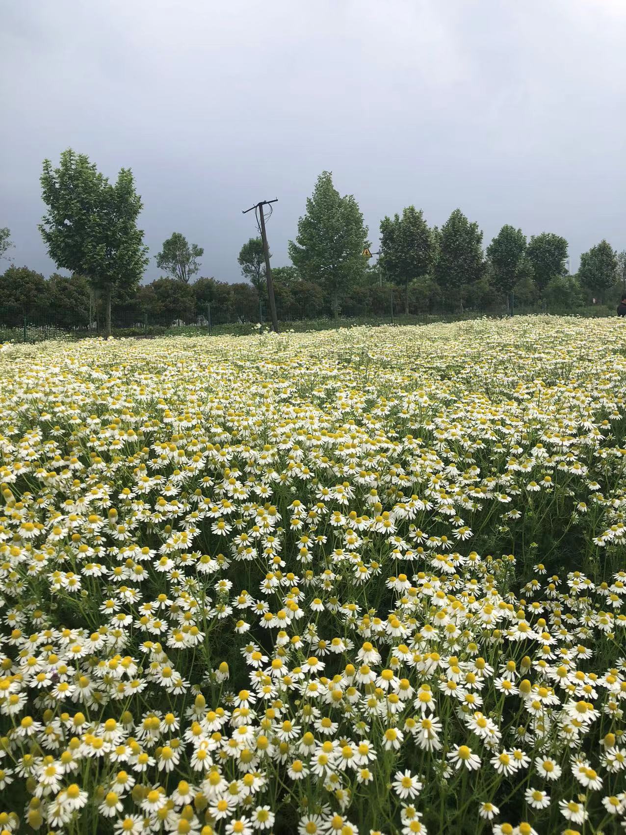 草本花卉種苗種子 洋甘菊種子種苗 觀賞植物園藝花卉 易種植