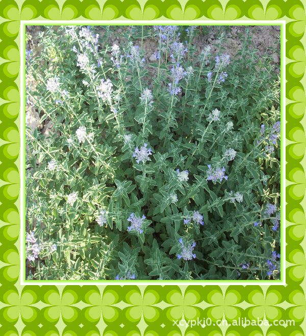 供應(yīng)貓薄荷粉末 寵物玩具質(zhì)優(yōu) 大量供應(yīng)