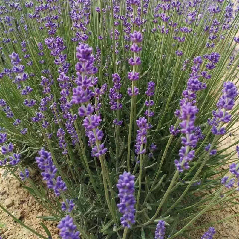 供應(yīng)香草盆景薰衣草 薰衣草種苗干花 盆栽種苗種子