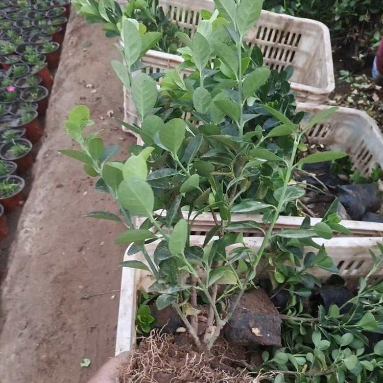 常綠灌木衛(wèi)矛 用于公路綠化色帶造型 耐旱耐寒