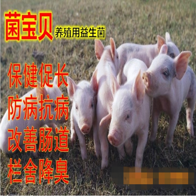 菌寶貝養(yǎng)殖用益生菌防病促長(zhǎng)改善腸道防拉稀欄舍除臭