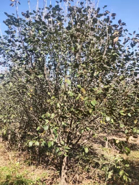 八棱海棠樹, 八棱海棠產(chǎn)地河北種植基地,10公分八棱海棠批發(fā)價(jià)格,新品種