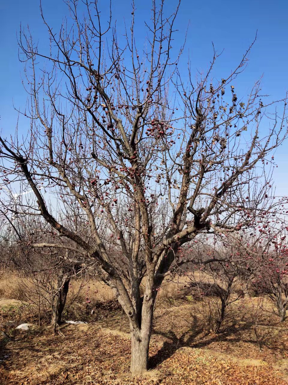 八棱海棠樹, 八棱海棠產(chǎn)地河北種植基地,10公分八棱海棠批發(fā)價(jià)格,新品種