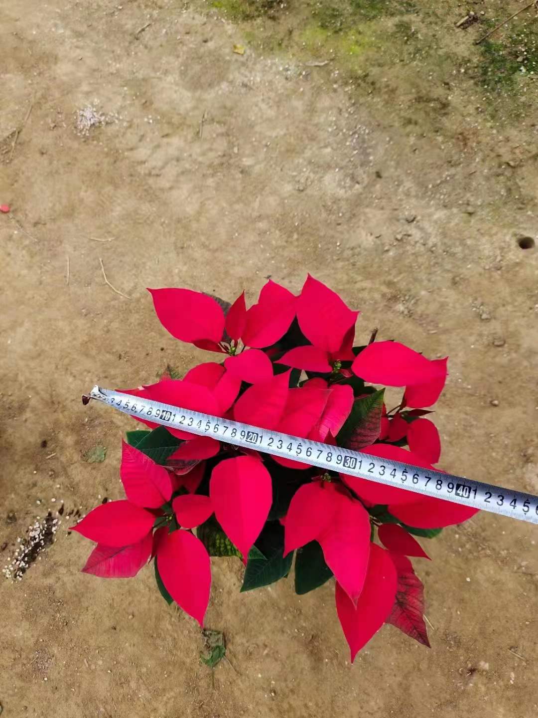 廣州一品紅價(jià)格