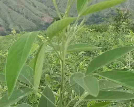 護坡固土小型灌木 木豆種子
