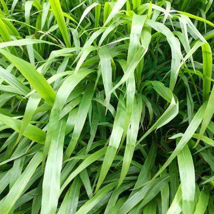 廣西寬葉雀稗護(hù)坡綠化草種