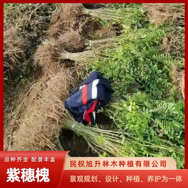 山東園林紫穗槐培育基地_批發(fā)報價電話【民權(quán)旭升林木種植有限公司】