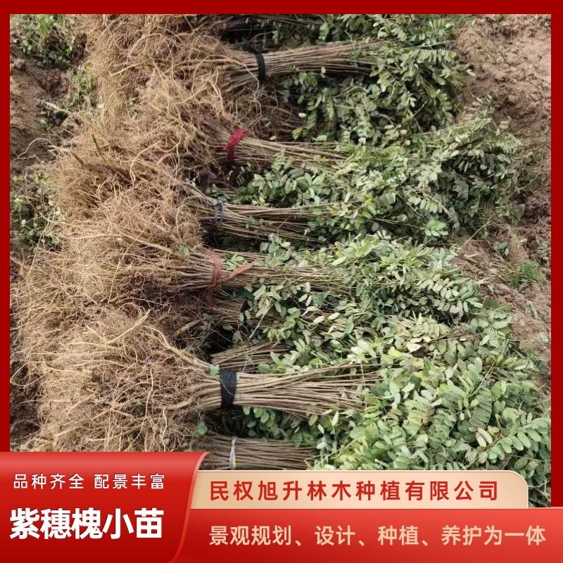 河北營養(yǎng)缽紫穗槐小苗批發(fā)基地_一棵多少錢_大量供應(yīng)_價錢【民權(quán)旭升林木種植有限公司】