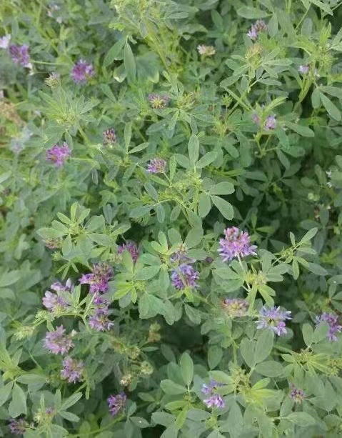 紫花苜蓿綠肥草種