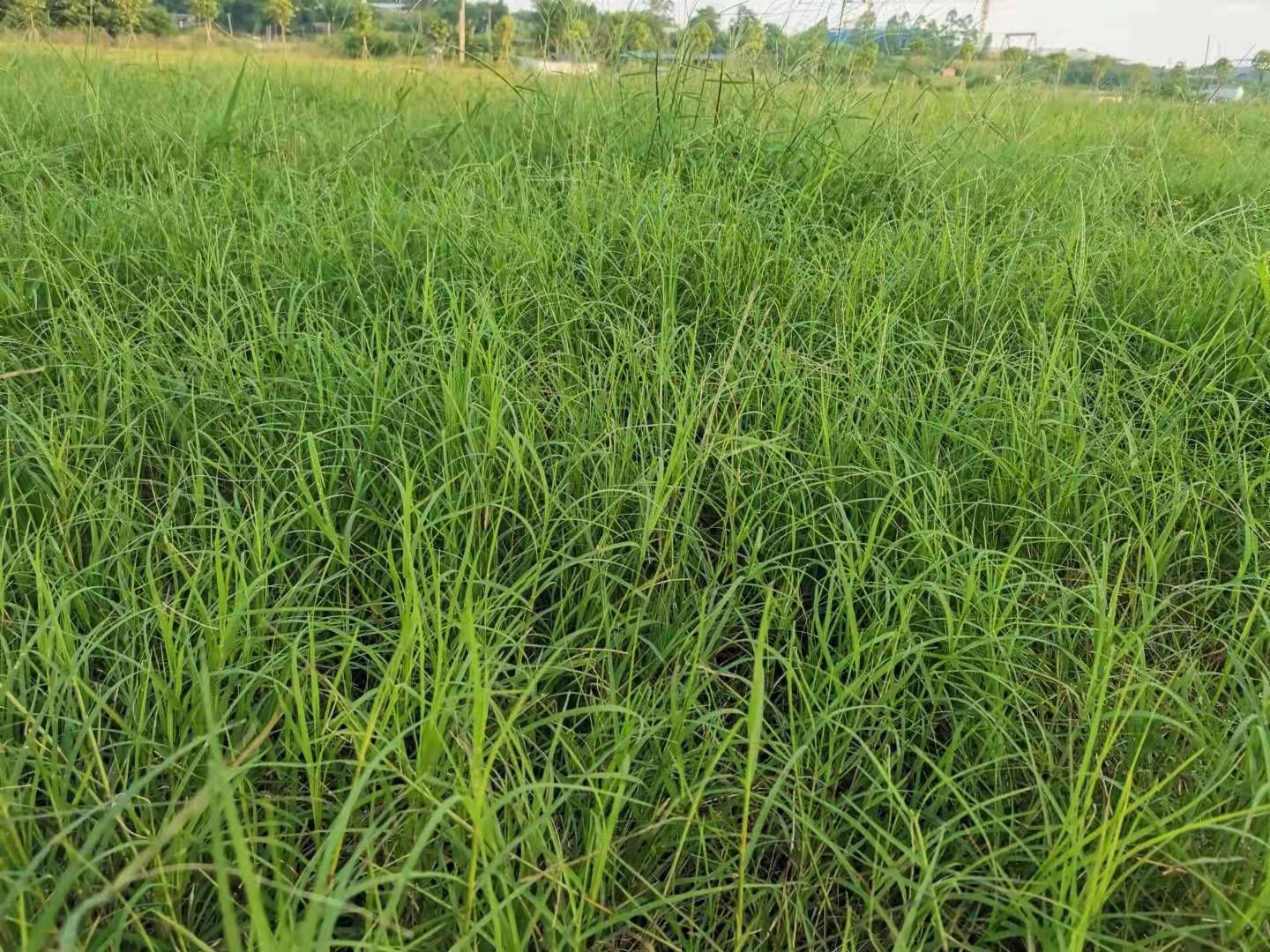 狗牙根園林草坪綠化草種