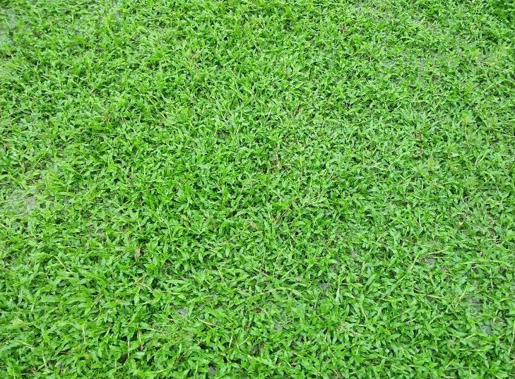 佛山臺(tái)灣草種植基地電話-哪里有