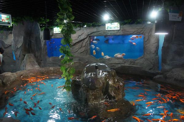 大型水族造景公司電話-哪家公司費(fèi)用便宜（北京誠(chéng)信魚悅科技發(fā)展有限公司）