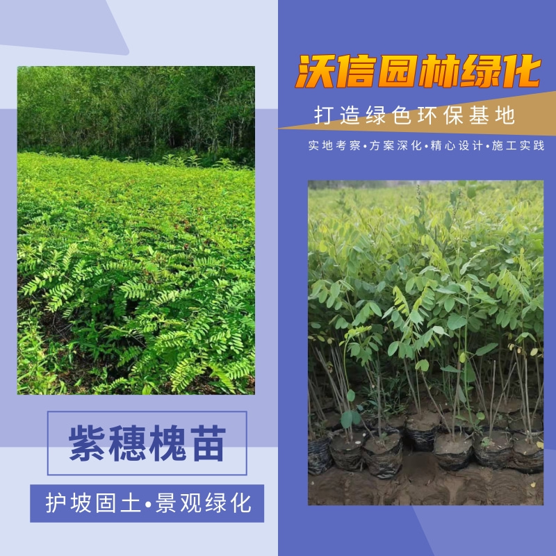 湖北紫穗槐樹苗供應(yīng)商，紫穗槐樹苗報價，紫穗槐樹苗出售