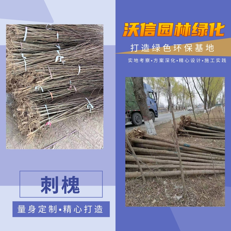 湖南刺槐種植園，刺槐批發(fā)價，刺槐產(chǎn)地供應(yīng)