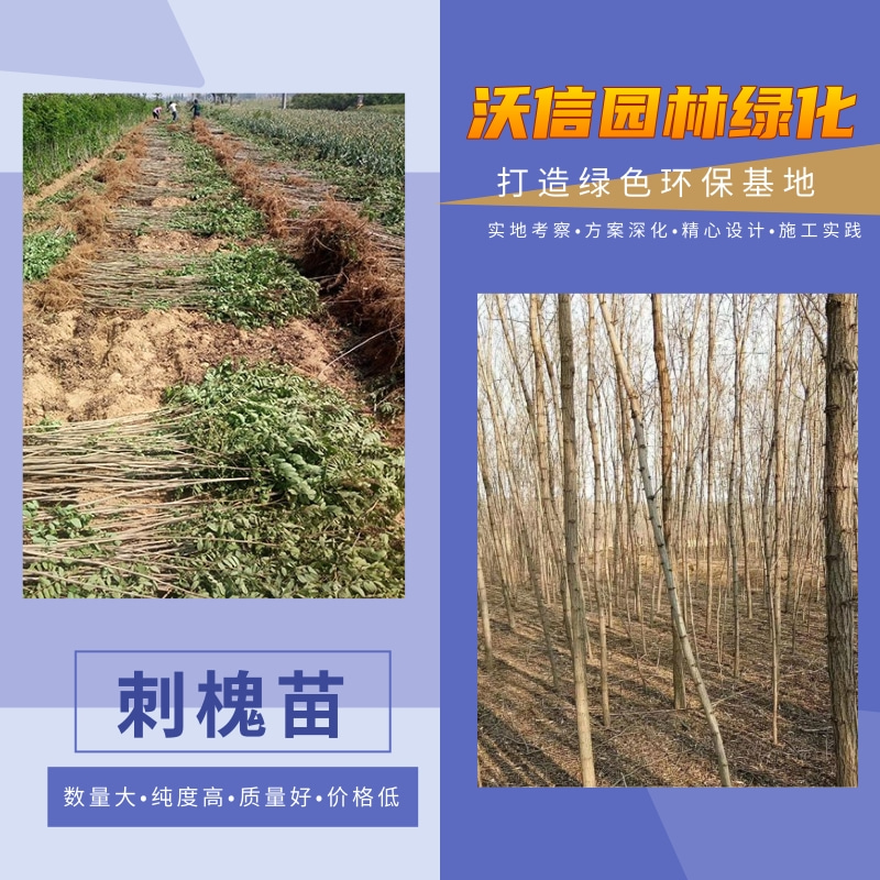 江蘇刺槐苗基地供應，刺槐苗批發(fā)，刺槐苗供貨商