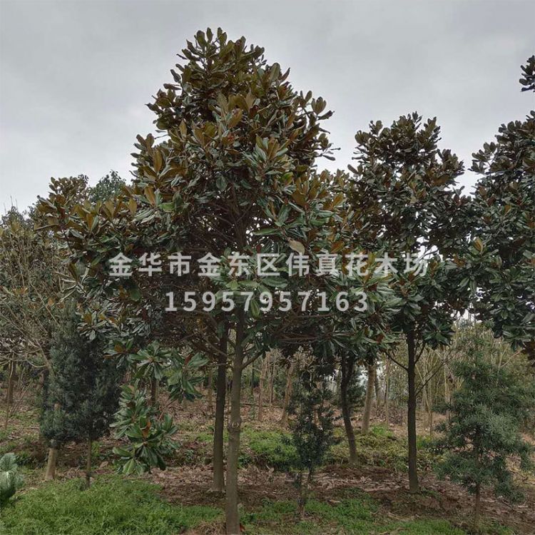 批發(fā) 廣玉蘭 廣玉蘭樹 廣玉蘭基地 量大優(yōu)惠