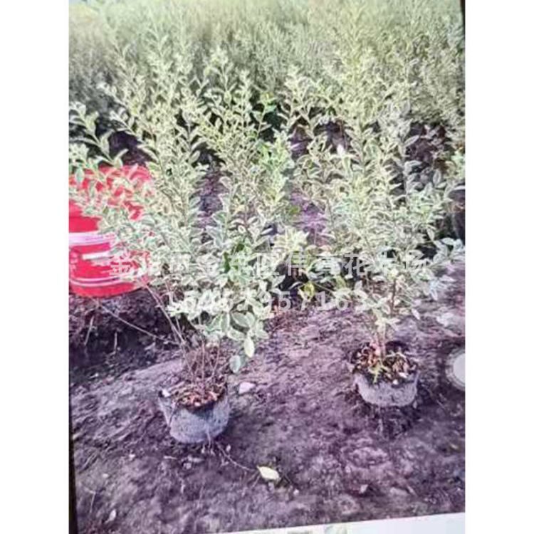 綠化園林工程樹木景觀 銀姬小蠟色塊苗 園林綠化 常綠喬木