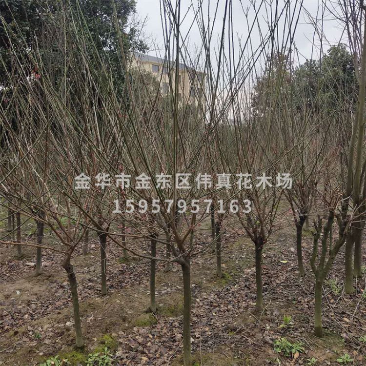直銷紅梅樹 造型盆景嫁接臘梅庭院室內(nèi)盆栽量大批發(fā)梅花樹