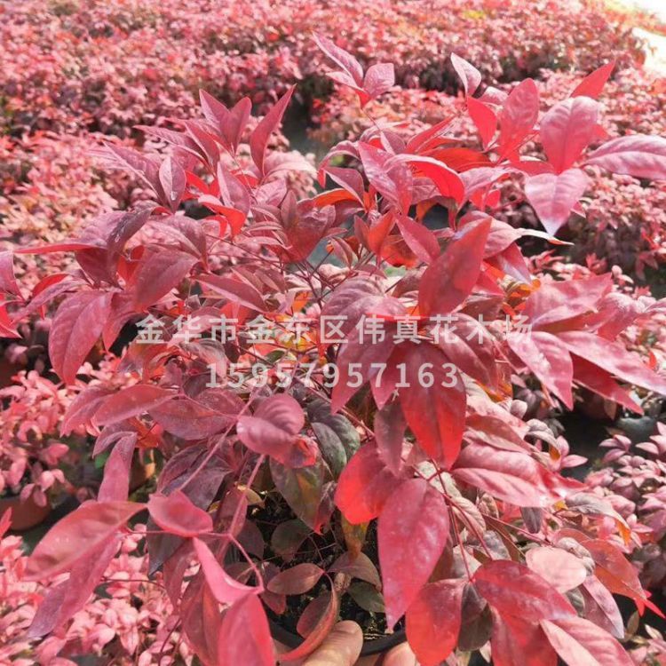 盆栽火焰南天竹 火焰南天竹冬季紅葉 火焰南天竹基地批發(fā)直銷