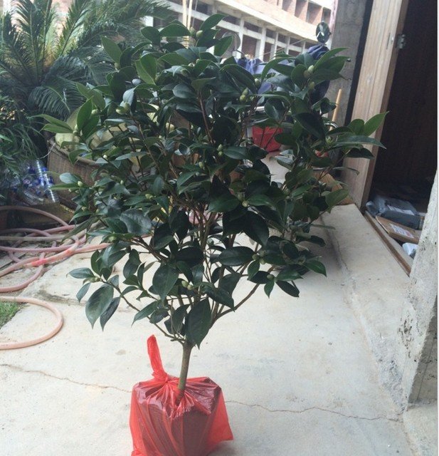 一樹多色系茶花 一米以上高 六十到八十冠的五色赤丹茶花 赤丹茶花小樹