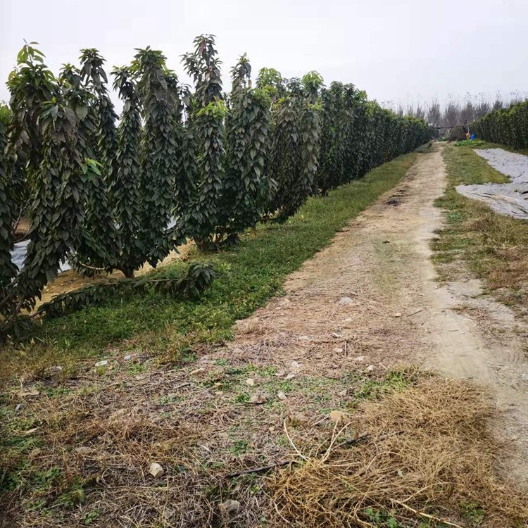 4年的大櫻桃結果樹 適合大棚種植 當年結果 當年結果樹