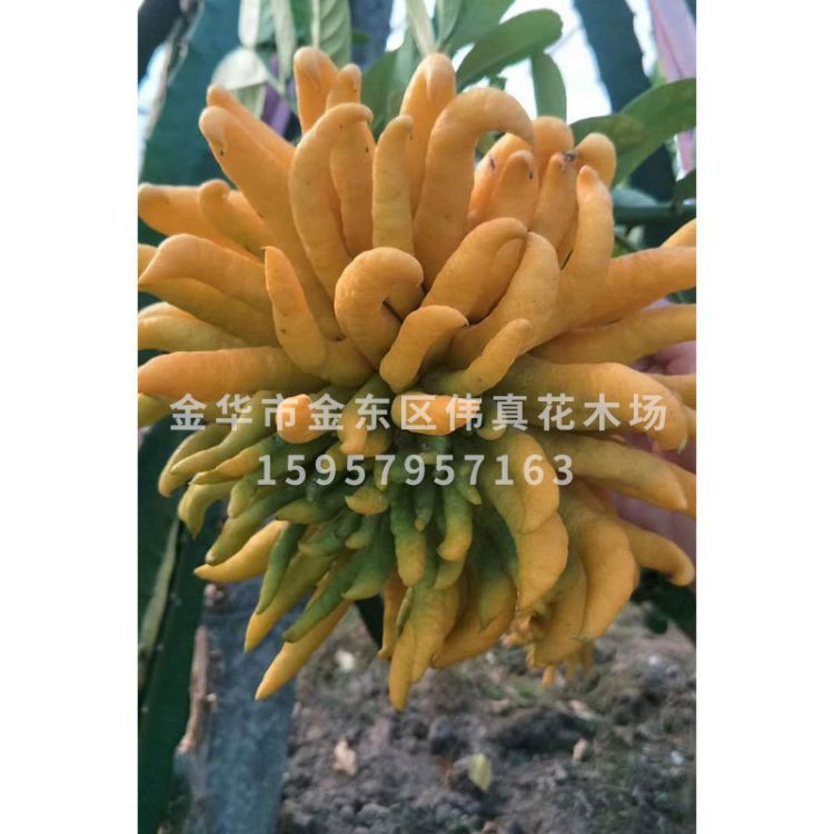 金華佛手 佛手橘帶果發(fā)貨室內(nèi)觀果植物 花卉盆景盆栽植物 佛手樹