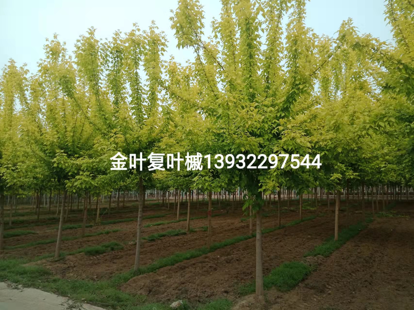 河北復(fù)葉槭價(jià)格