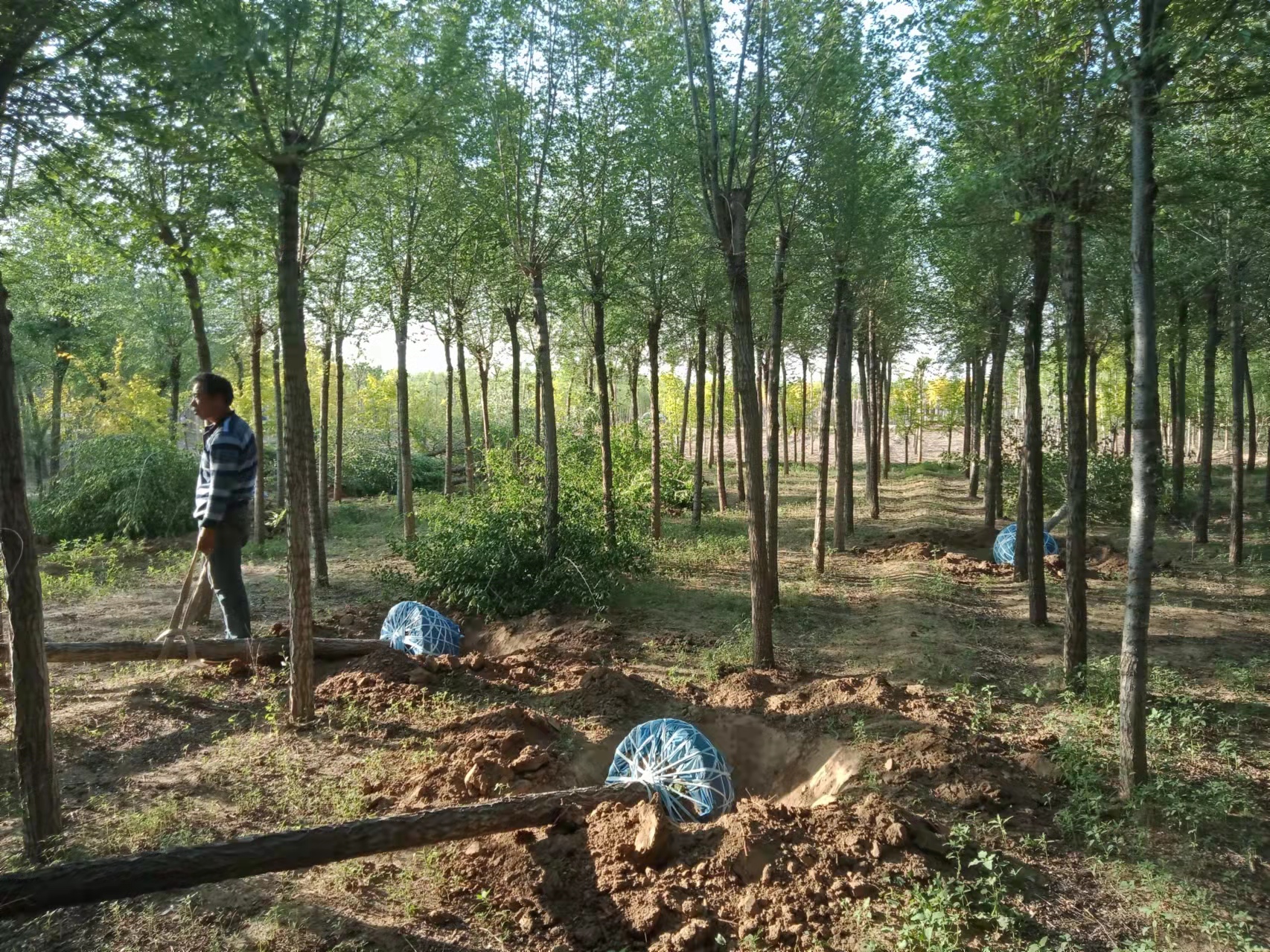 博野金峰園林綠化苗圃造型金葉榆