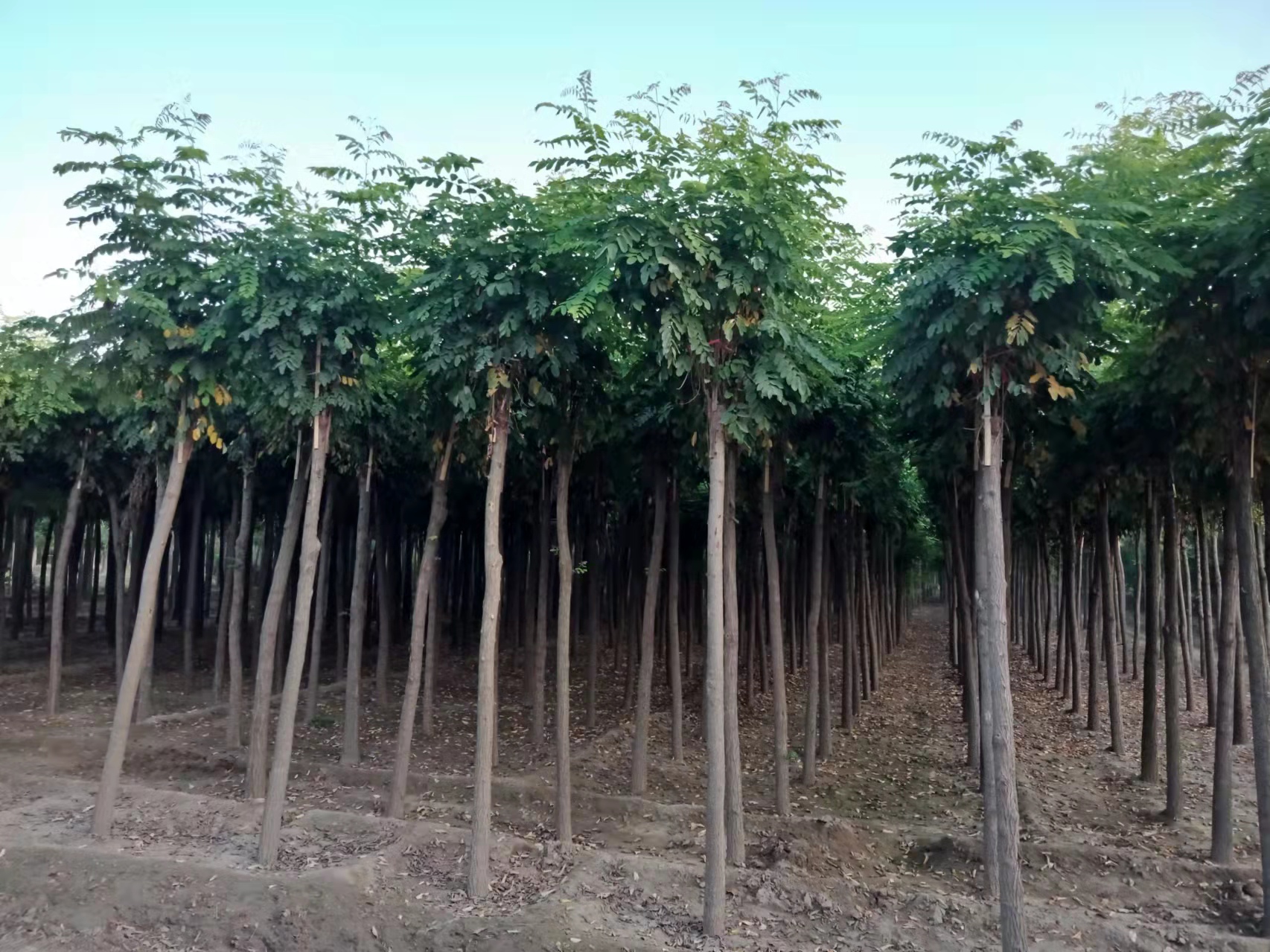 刺槐種植基地 河北刺槐價格