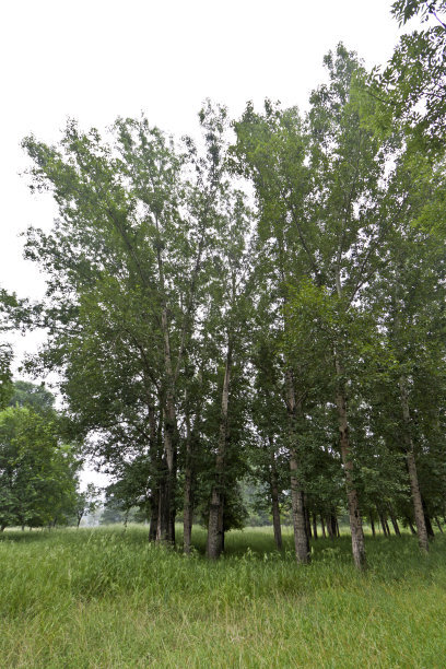 河北白蠟基地 叢生白蠟價格 博野金峰園林