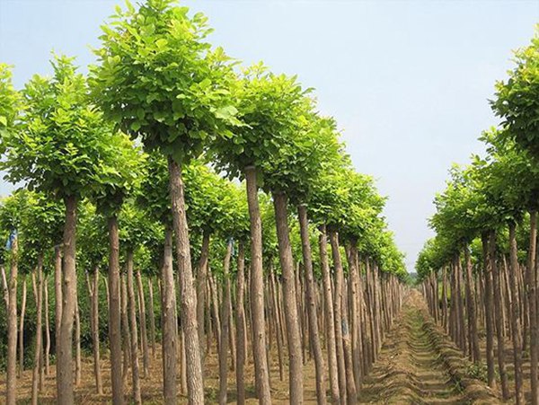 金葉白蠟 河北金葉白蠟價格博野金峰園林