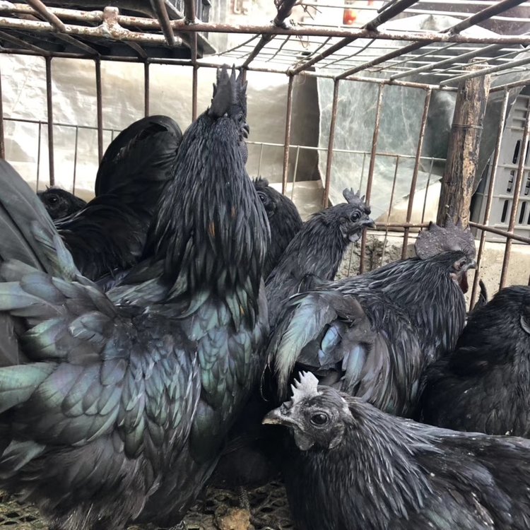 百鳥王土雞苗報價  百鳥王土雞苗廠家