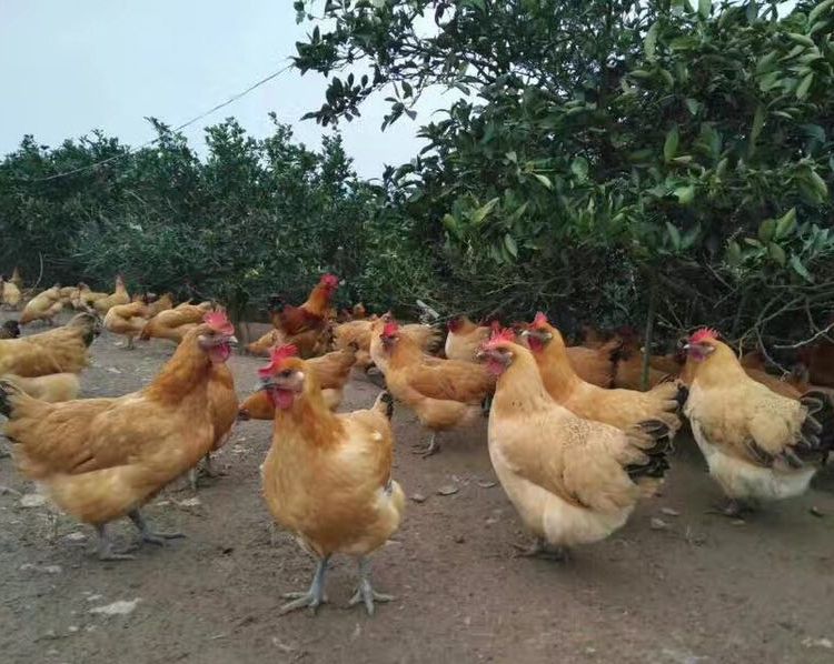 土雞苗廠家 土雞苗價格