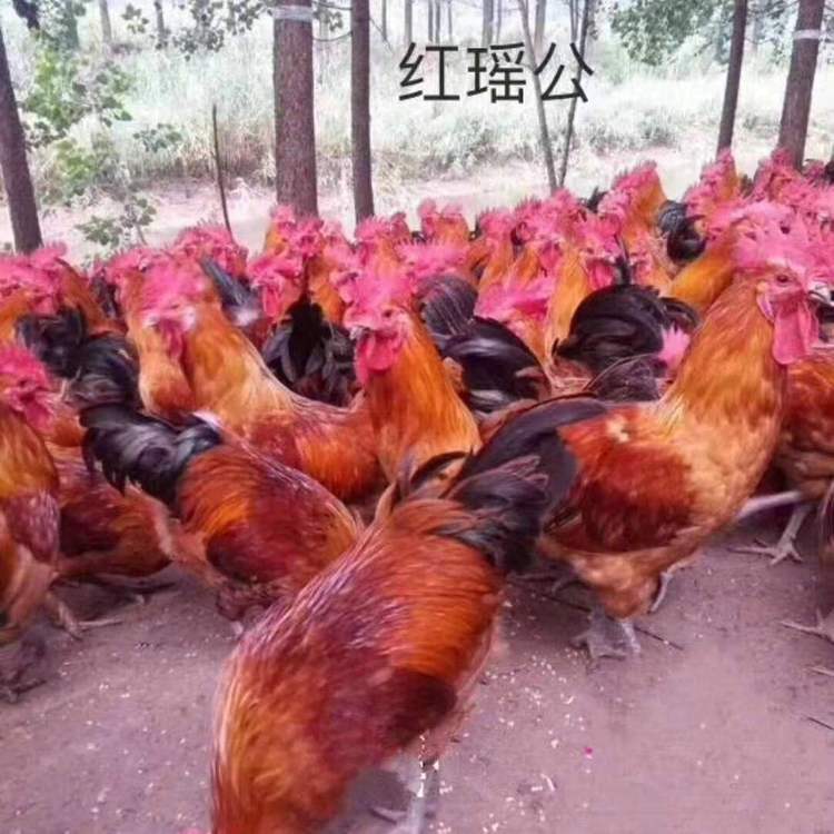 土雞苗出售  土雞苗價(jià)格