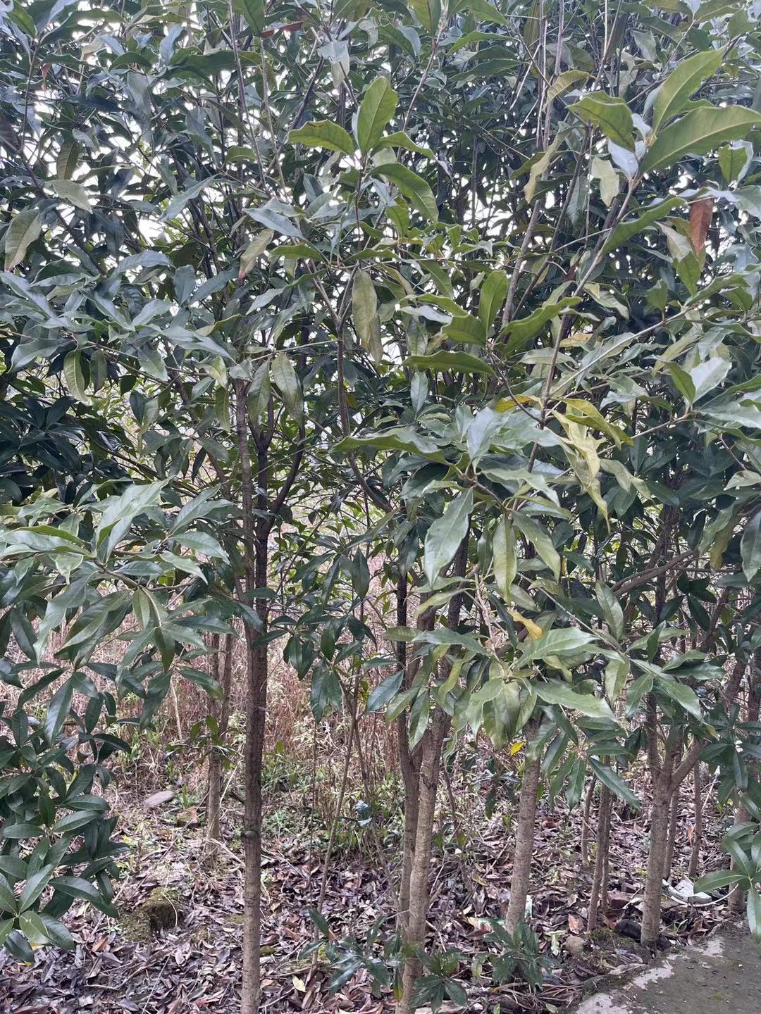 桂花苗生產(chǎn)基地 桂花樹價格 桂花樹批發(fā)商