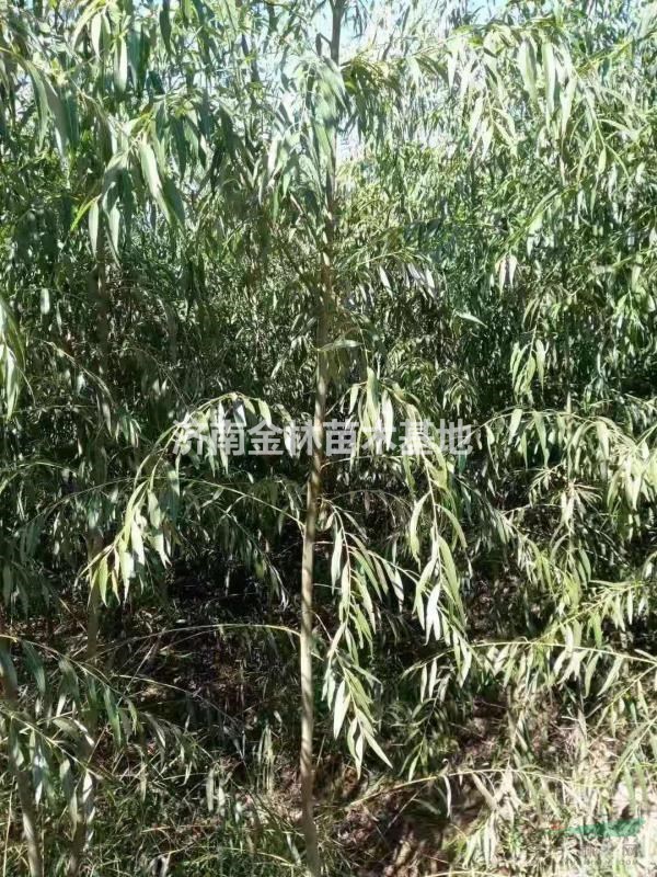 2公分柳樹批發(fā)價格 2公分柳樹報價