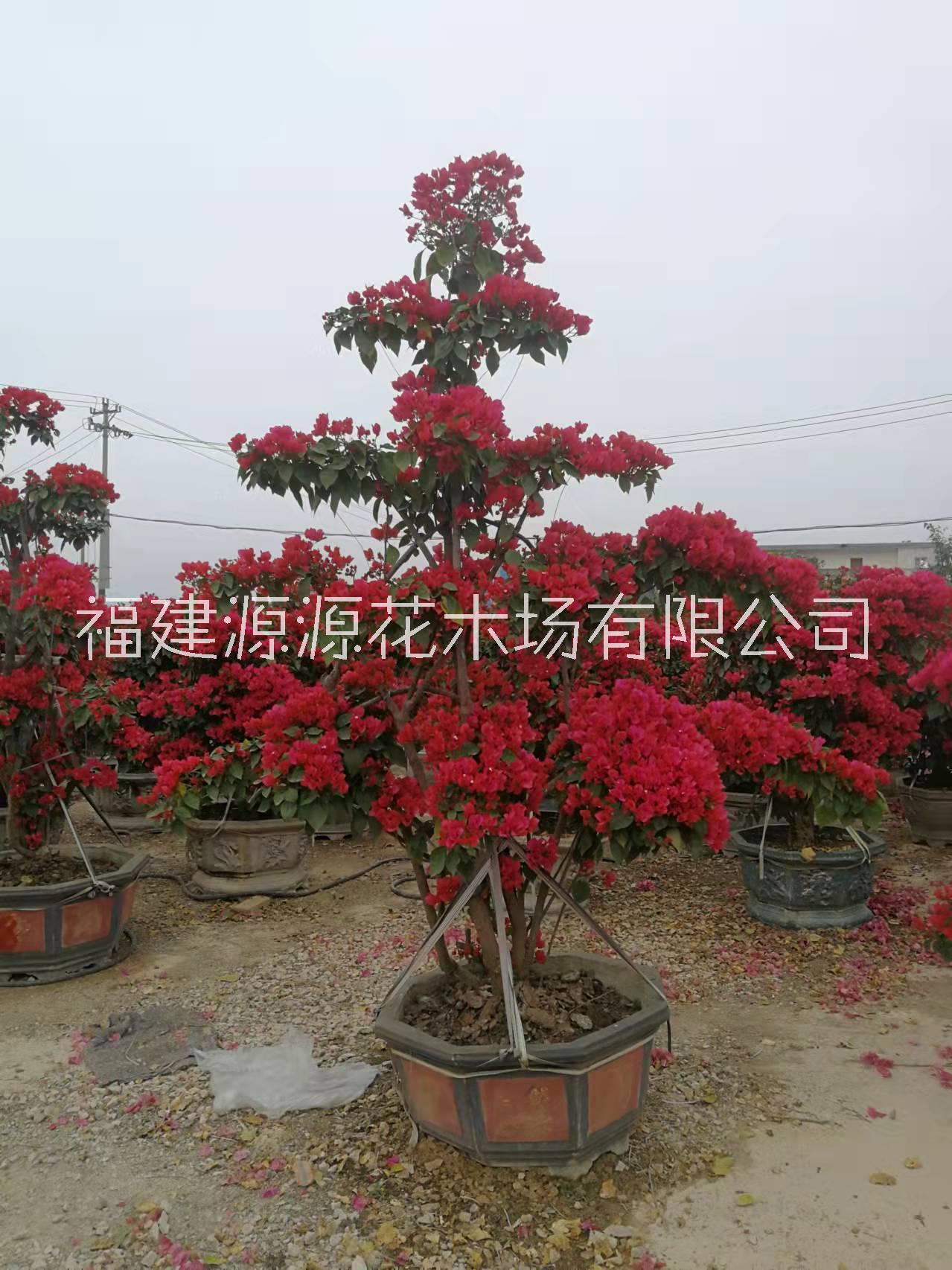 紅花三角梅莊市場(chǎng)報(bào)價(jià) 福建紅花三角梅莊種植戶