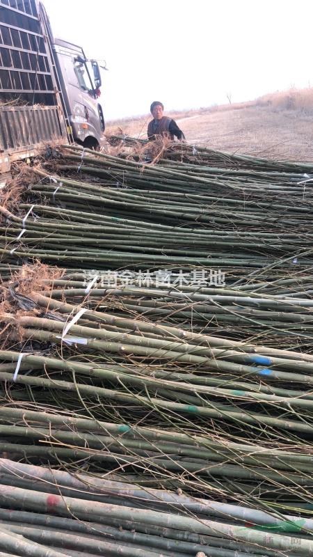 2公分柳樹(shù)價(jià)格 3公分柳樹(shù)報(bào)價(jià) 4公分柳樹(shù)廠家