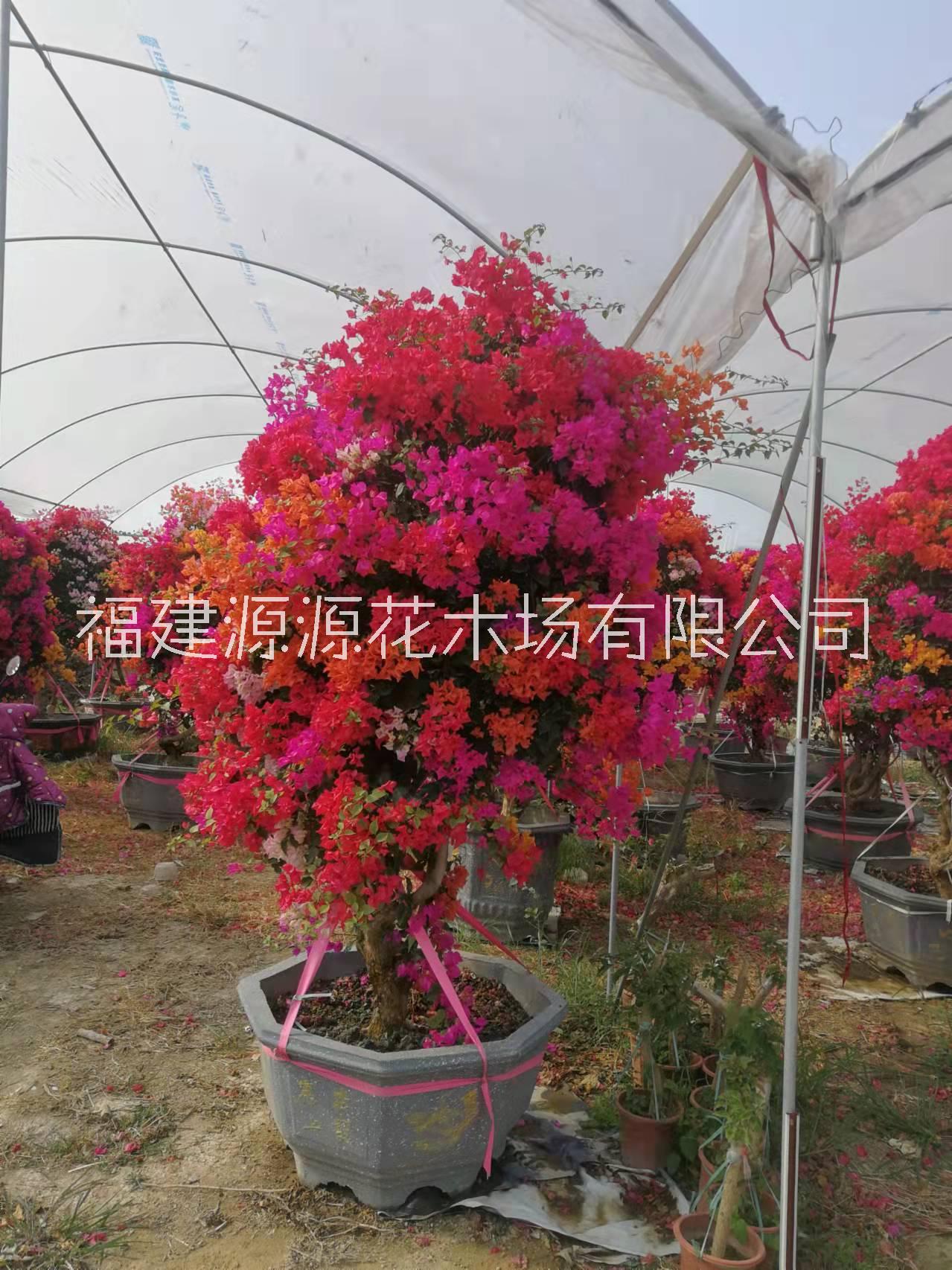 五鵲三角梅莊種植、批發(fā)價格