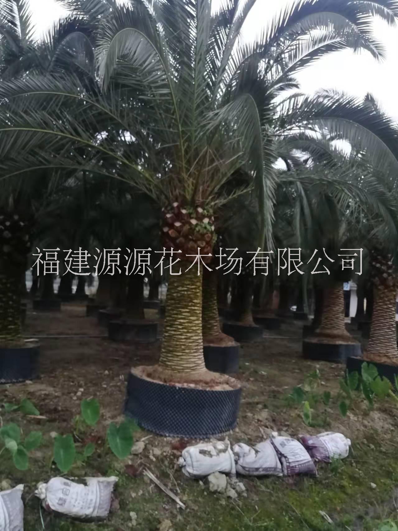加拿利海棗樹種植基地、市場(chǎng)報(bào)價(jià)