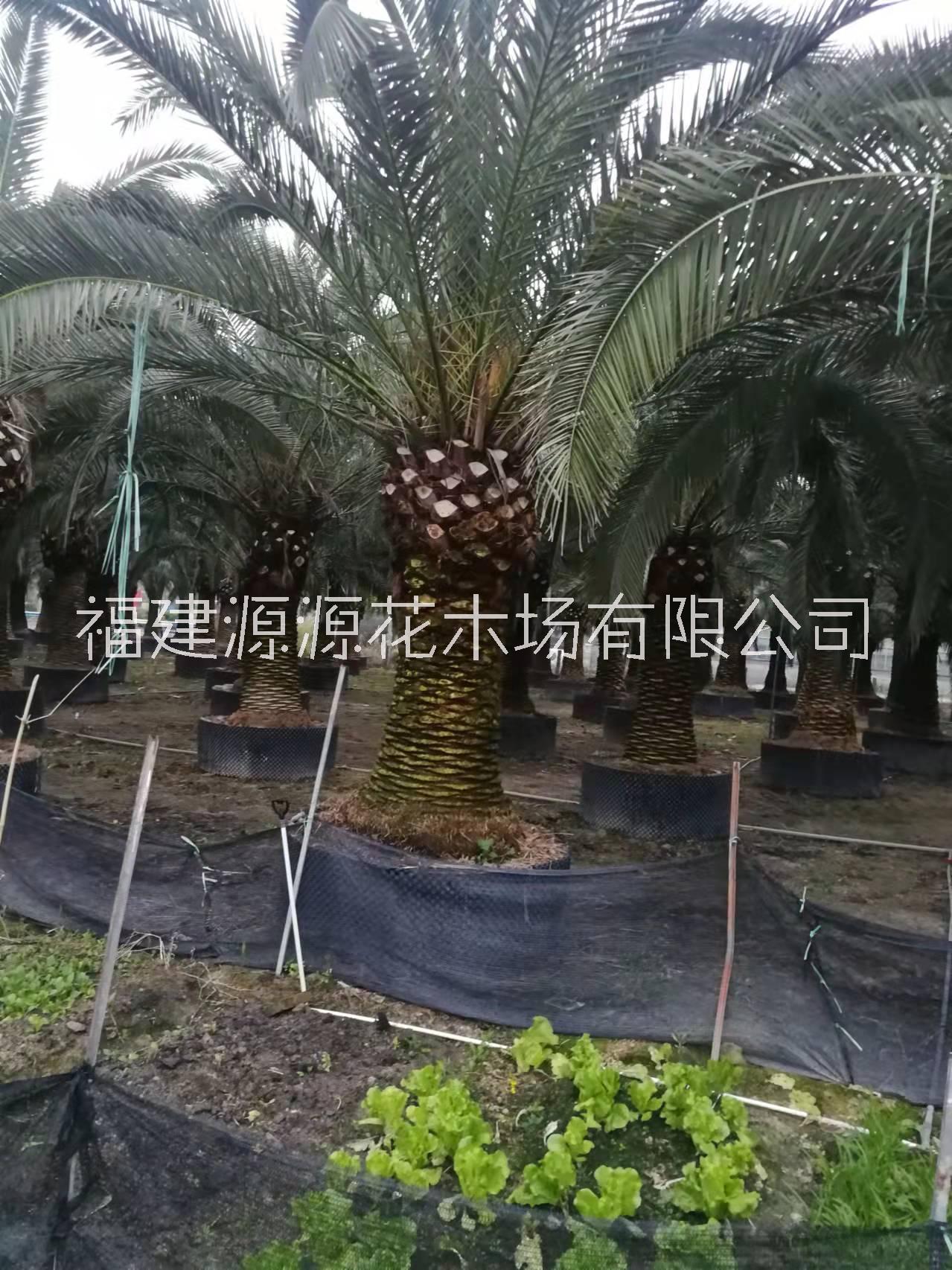 加拿利海棗樹種植基地、市場(chǎng)報(bào)價(jià)