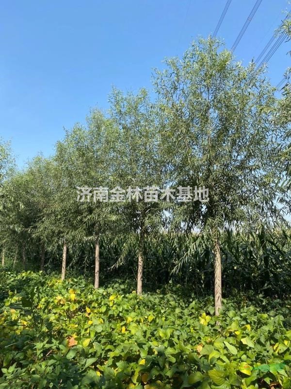 大量供應(yīng)8公分柳樹  10公分柳樹報(bào)價(jià) 12公分柳樹批發(fā)